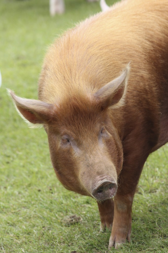 Tamworth Pig
