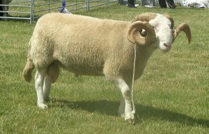 Whitefaced Woodland (336) D