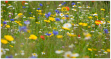 Wild Flowers