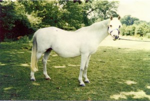 Eyarth Gypsy - my favourite mare. Purchased from Ian Lamb.