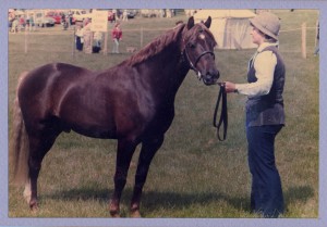 Cennen Signature Tune by Downland Chevalier out of Cennen Serenade. Shown by Lorna.