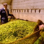 Preparing Hops for drying