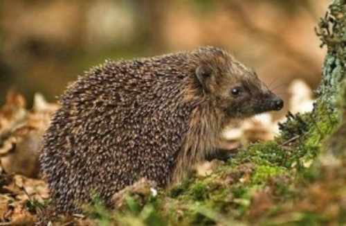 Hedgehog